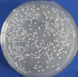 XL2- Blue chemically E.coli Express Competent Cells